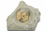 Glowing Fossil Ammonite (Asteroceras) - Dorset, England #279472-4